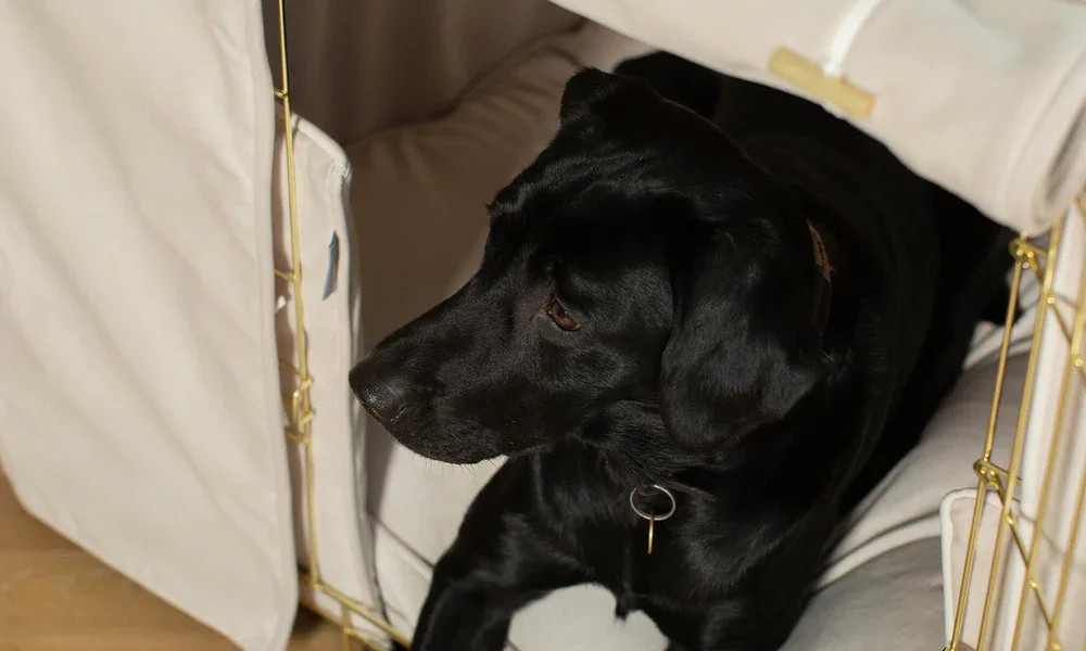 lords-and-labradors-oyster-velvet-crate-set-gold-1_e727f017-bc64-4b14-bb68-23ed483d816c.webp