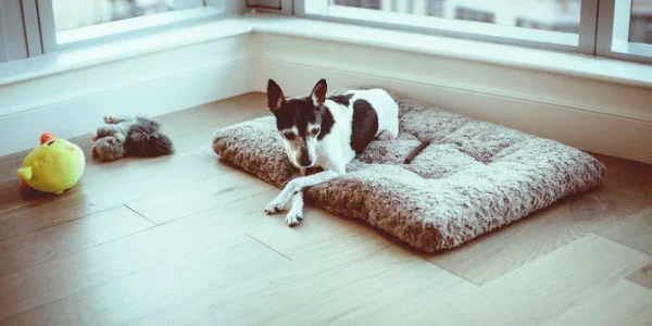small terrier resting on bed with toys and chew 600 canva.webp