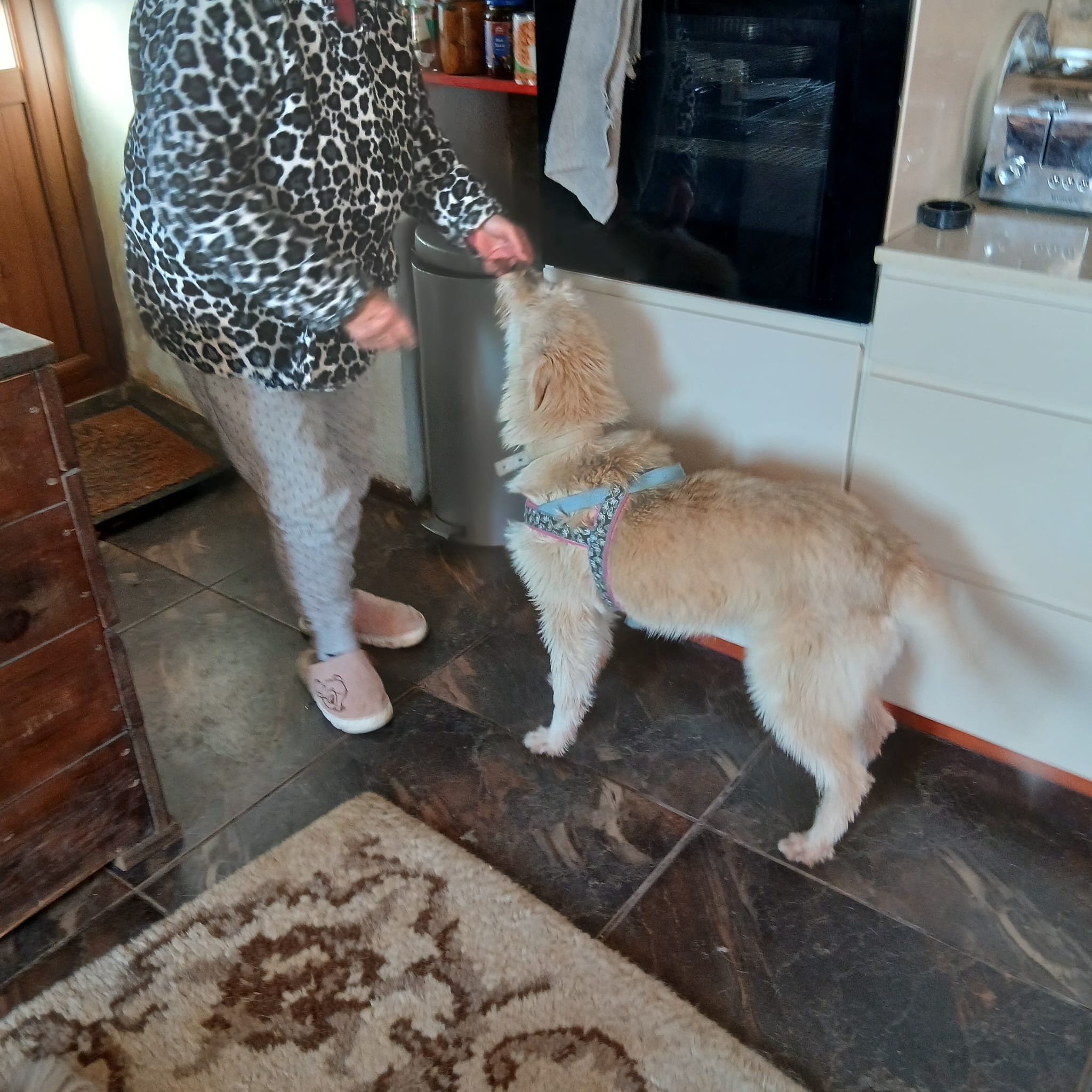 Loose Lead Walking – Teaching Your Rescue Dog to Walk Calmly