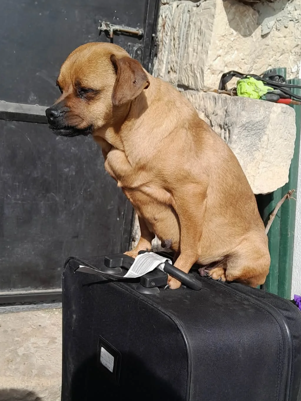 How to Toilet Train Your Puppy in the First Few Days