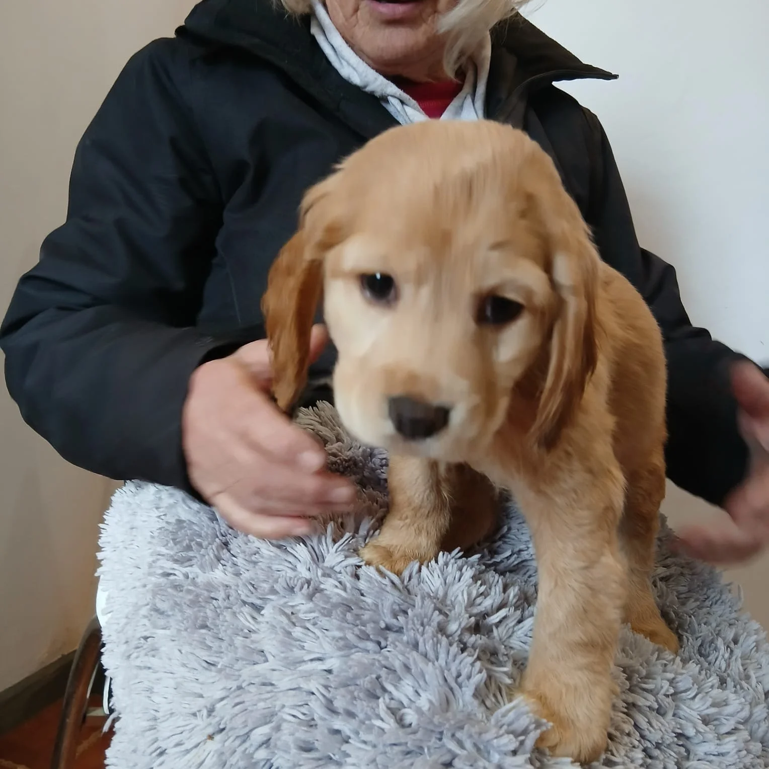 English Cocker puppies