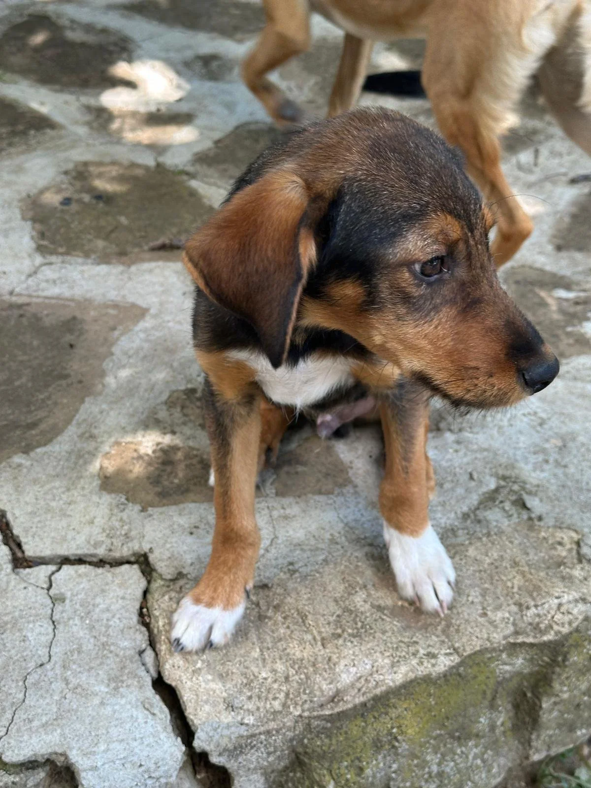 adopt-a-pup-uk