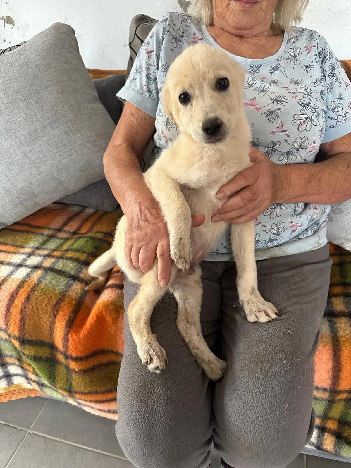 adopt-a-pup-bristol