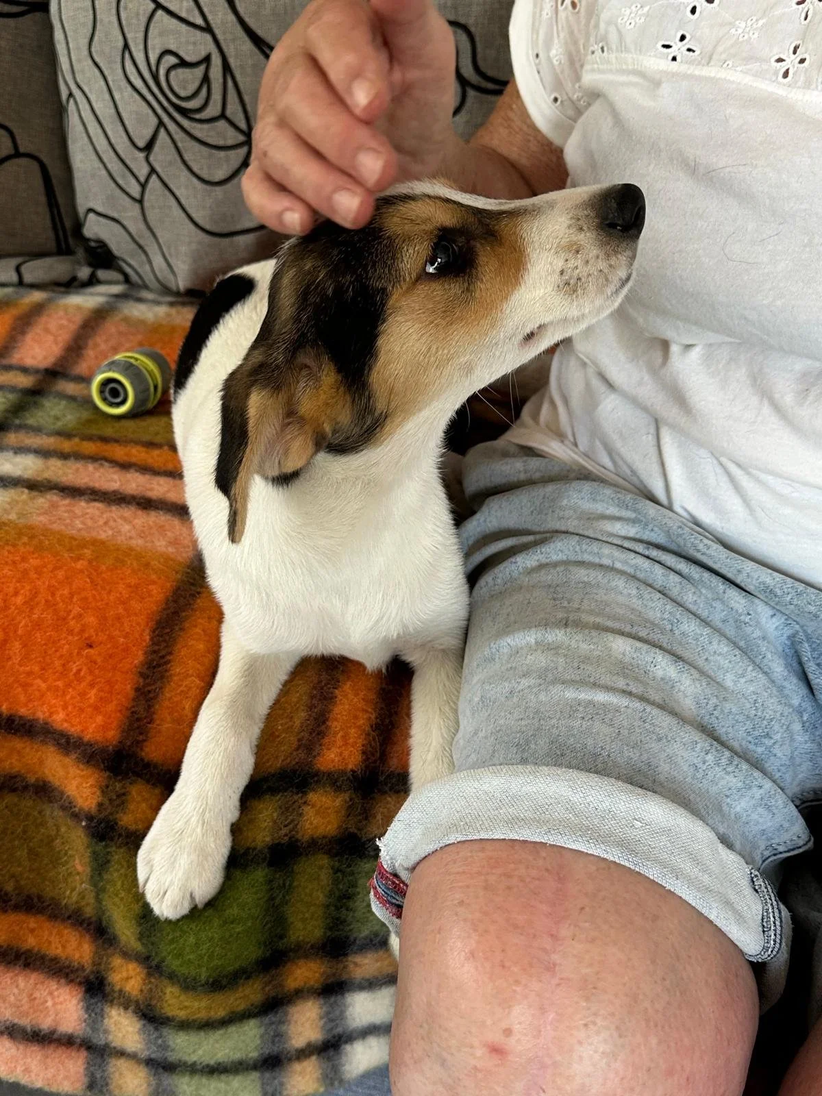 jack-russell-puppy