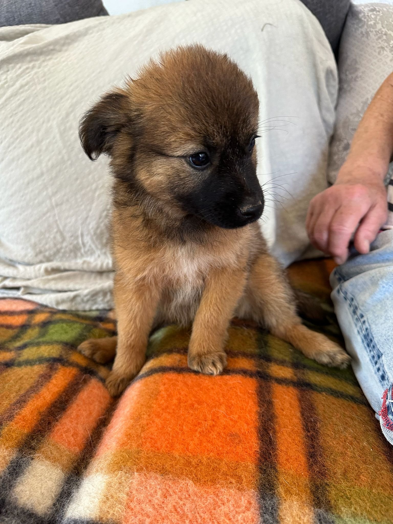 Adopt-a-rescue-puppy