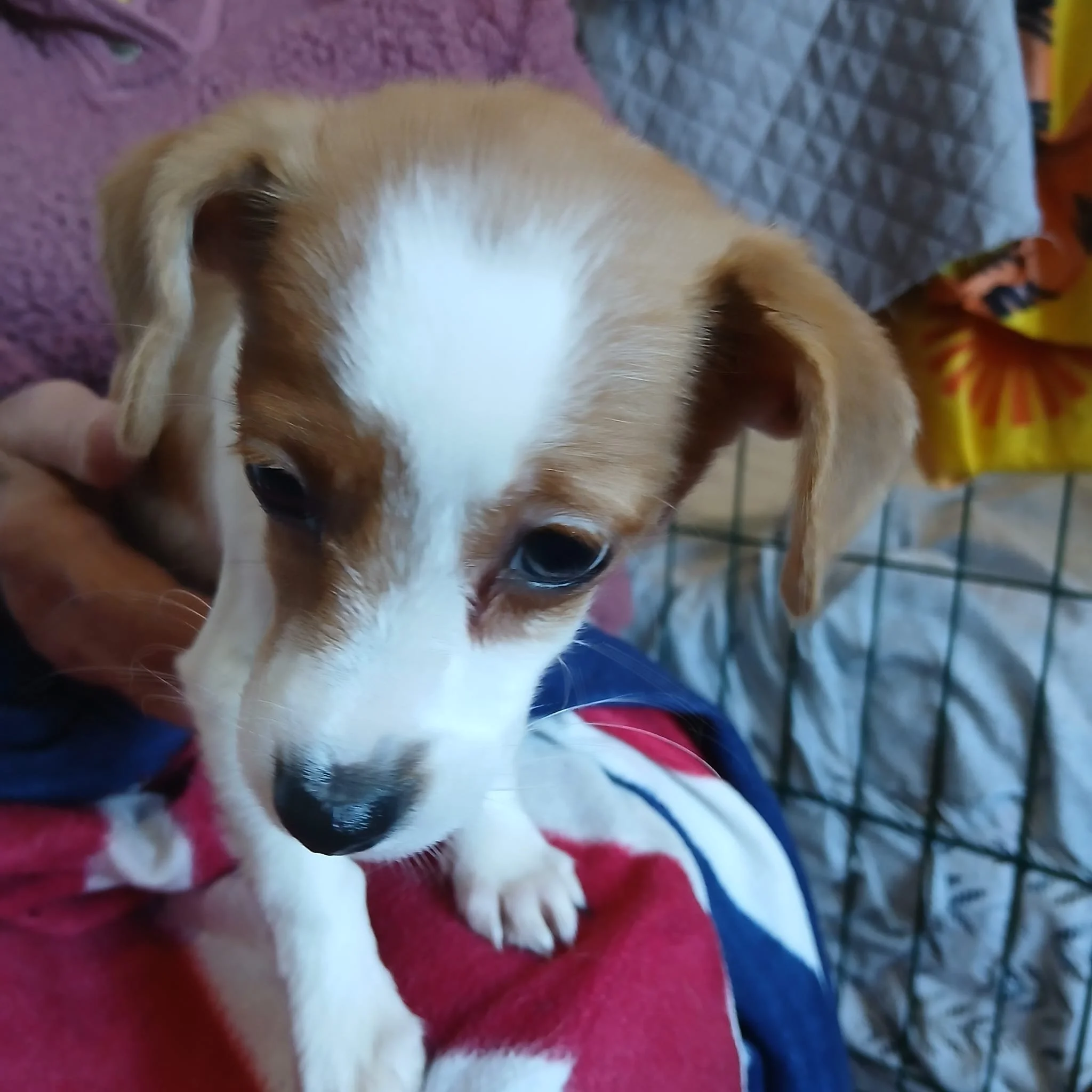 adopt-a-rescue-puppy