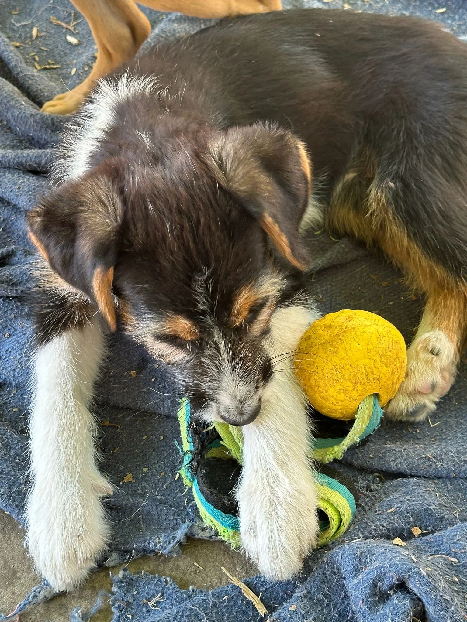 adopt-a-rescue-dog-uk