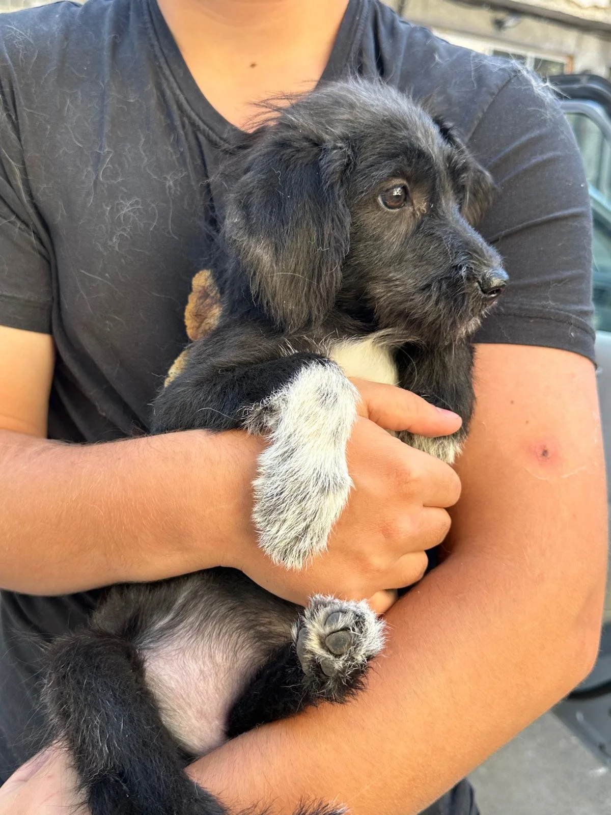Tootsie – Female Rescue Puppy for Adoption UK