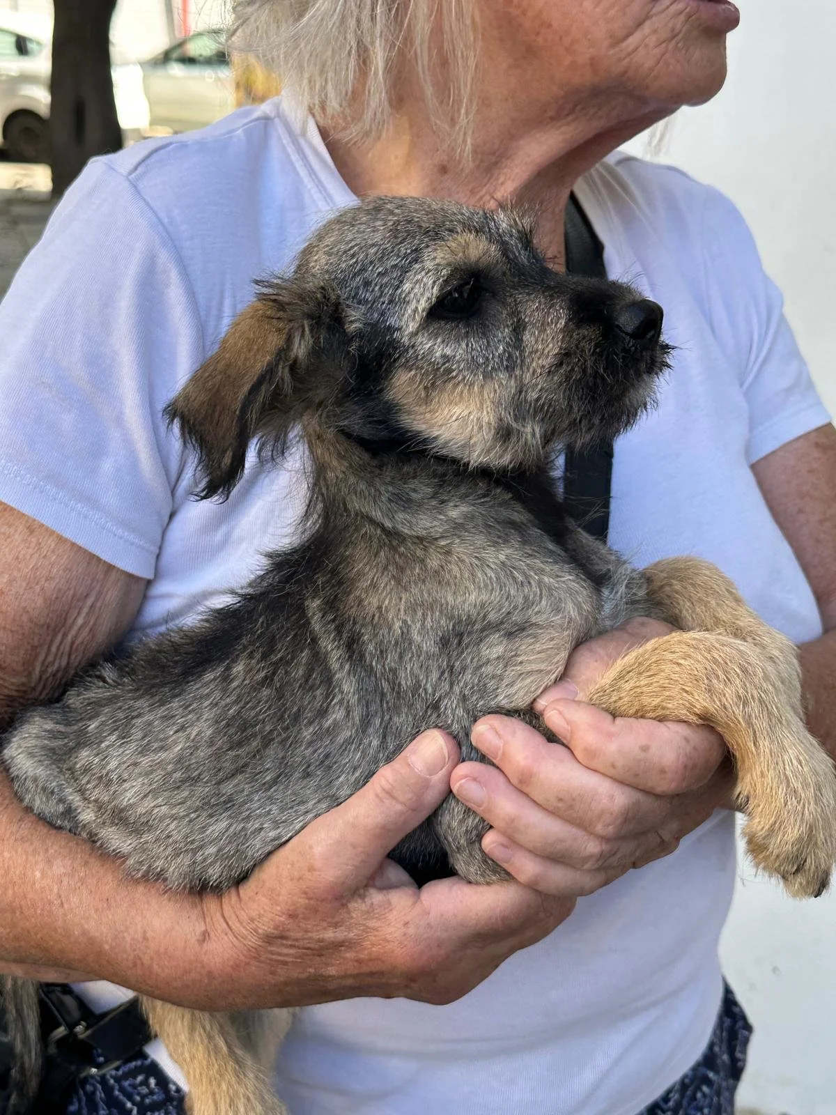 Messy – Small to Medium Female Rescue Puppy for Adoption UK