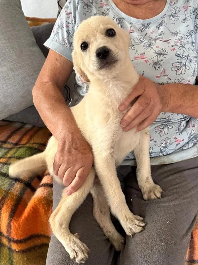 adopt-a-dog-kent