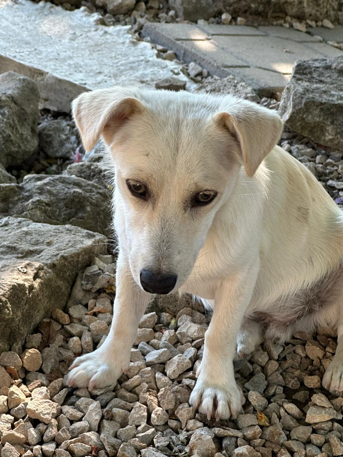Robbie-adopt-a-puppy