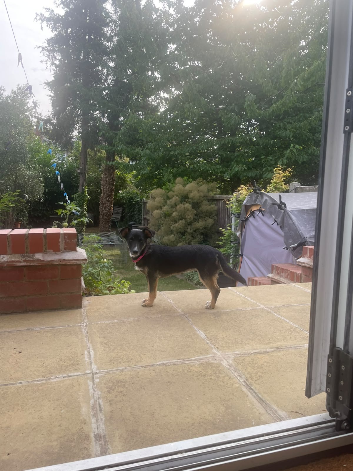 adopt-adog-uk