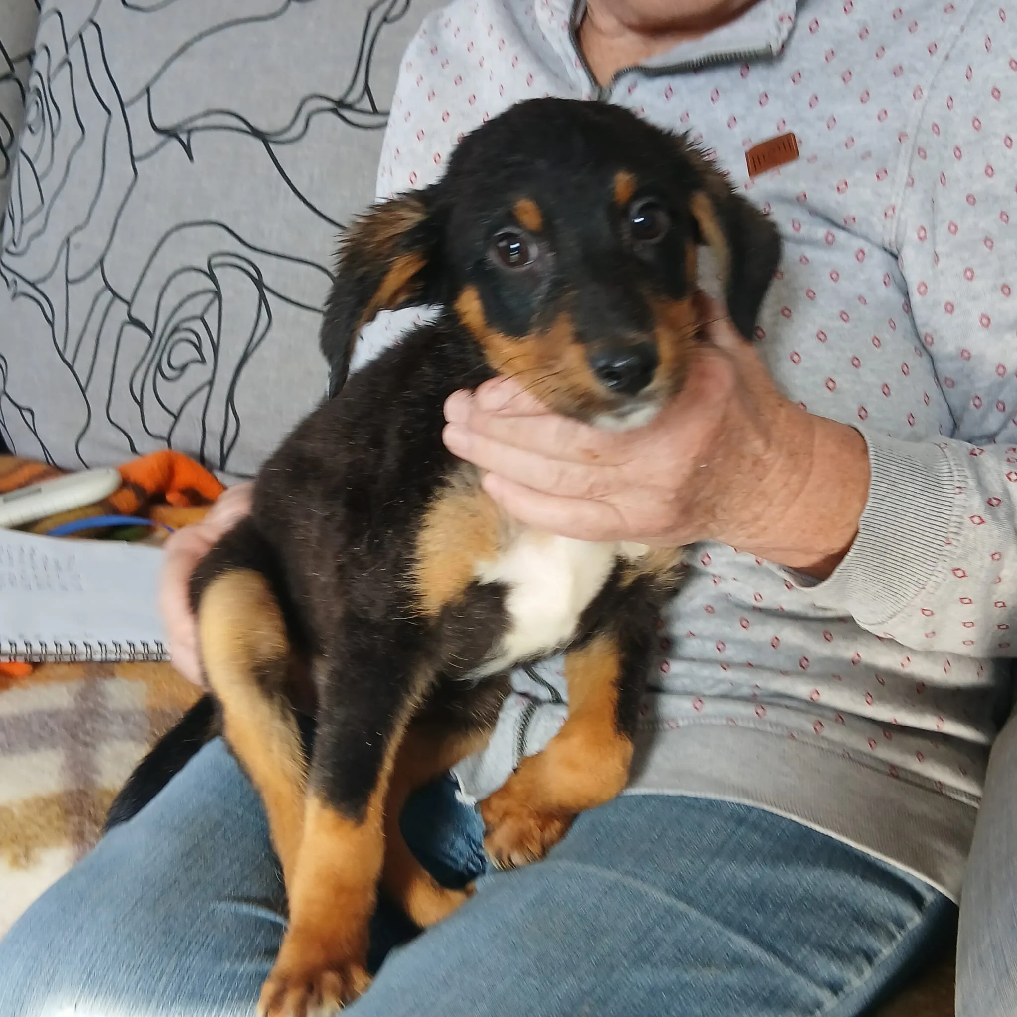 Rescue-a-puppy-bristol