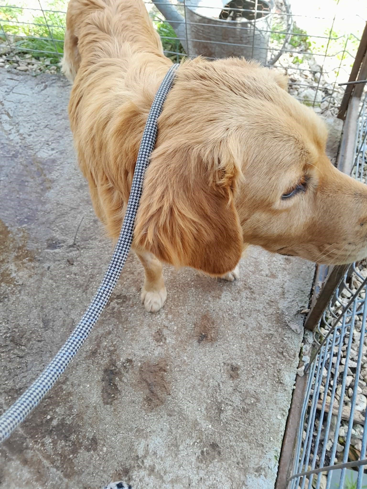 Labrador-retriever-rescue