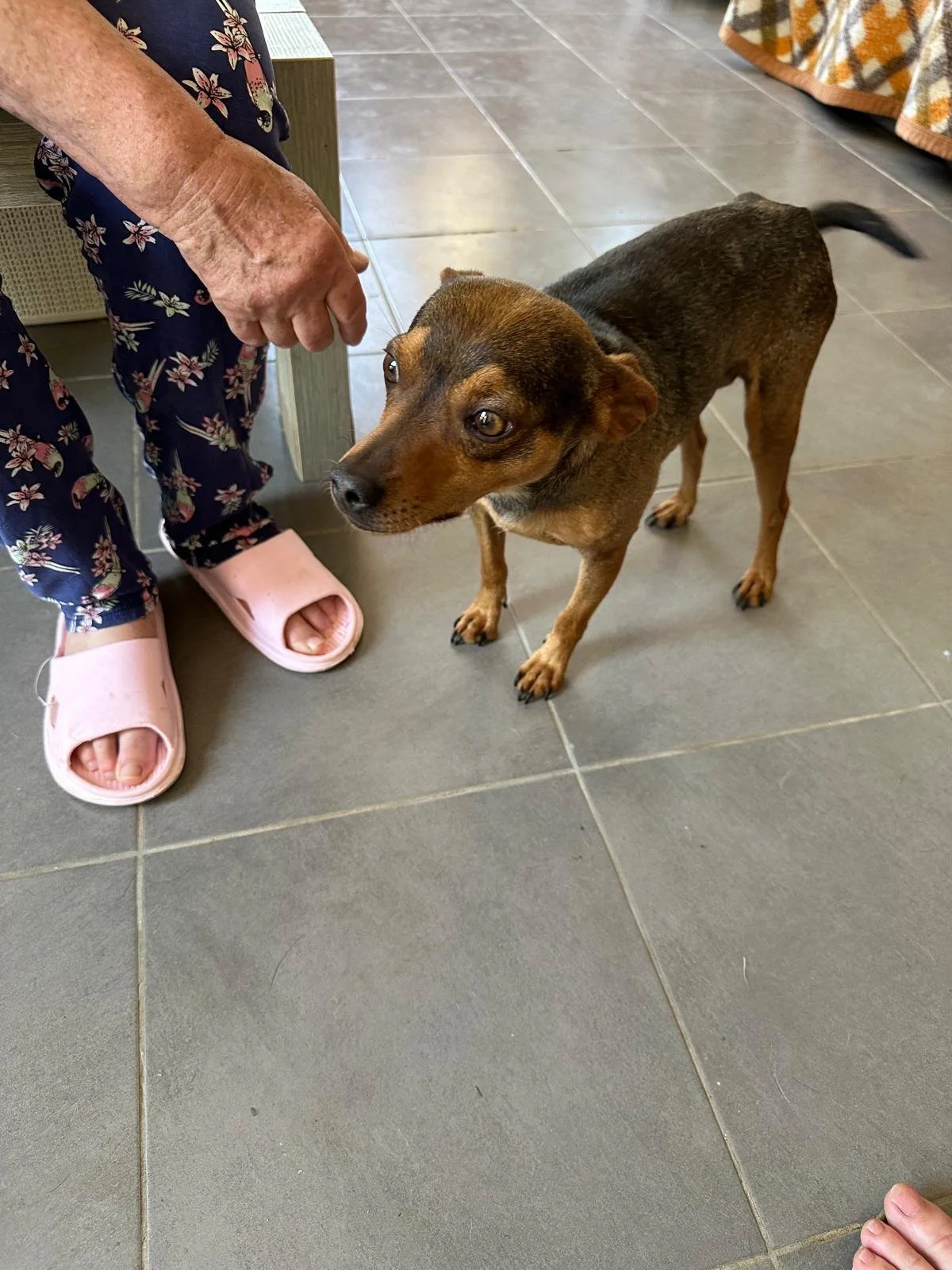 adopt-a-pup-uk