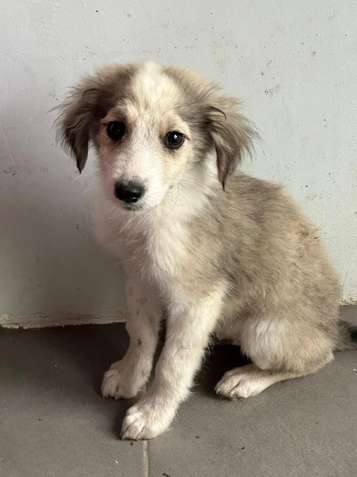 dog-adopt-uk