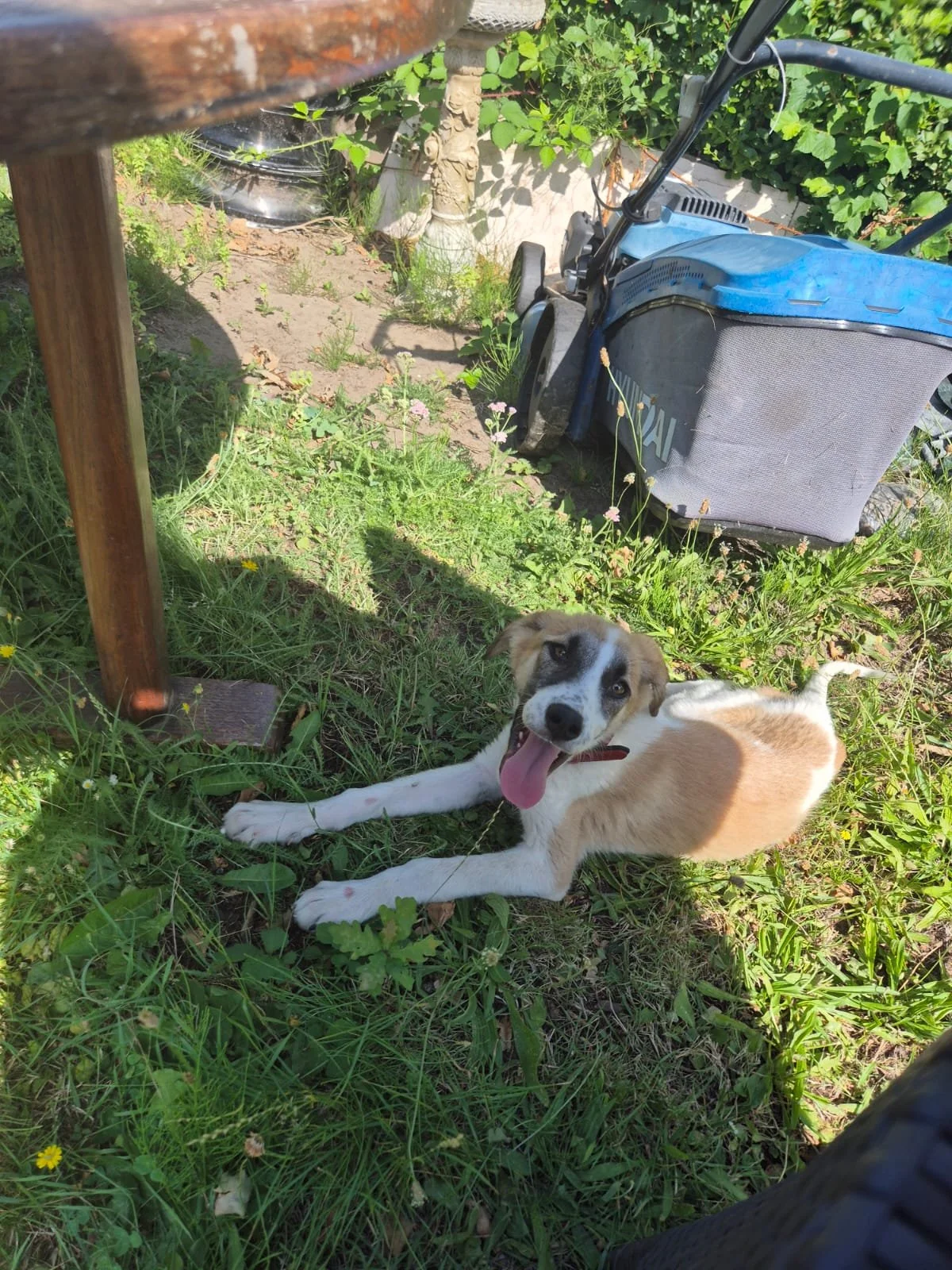 adopt-a-dog-uk
