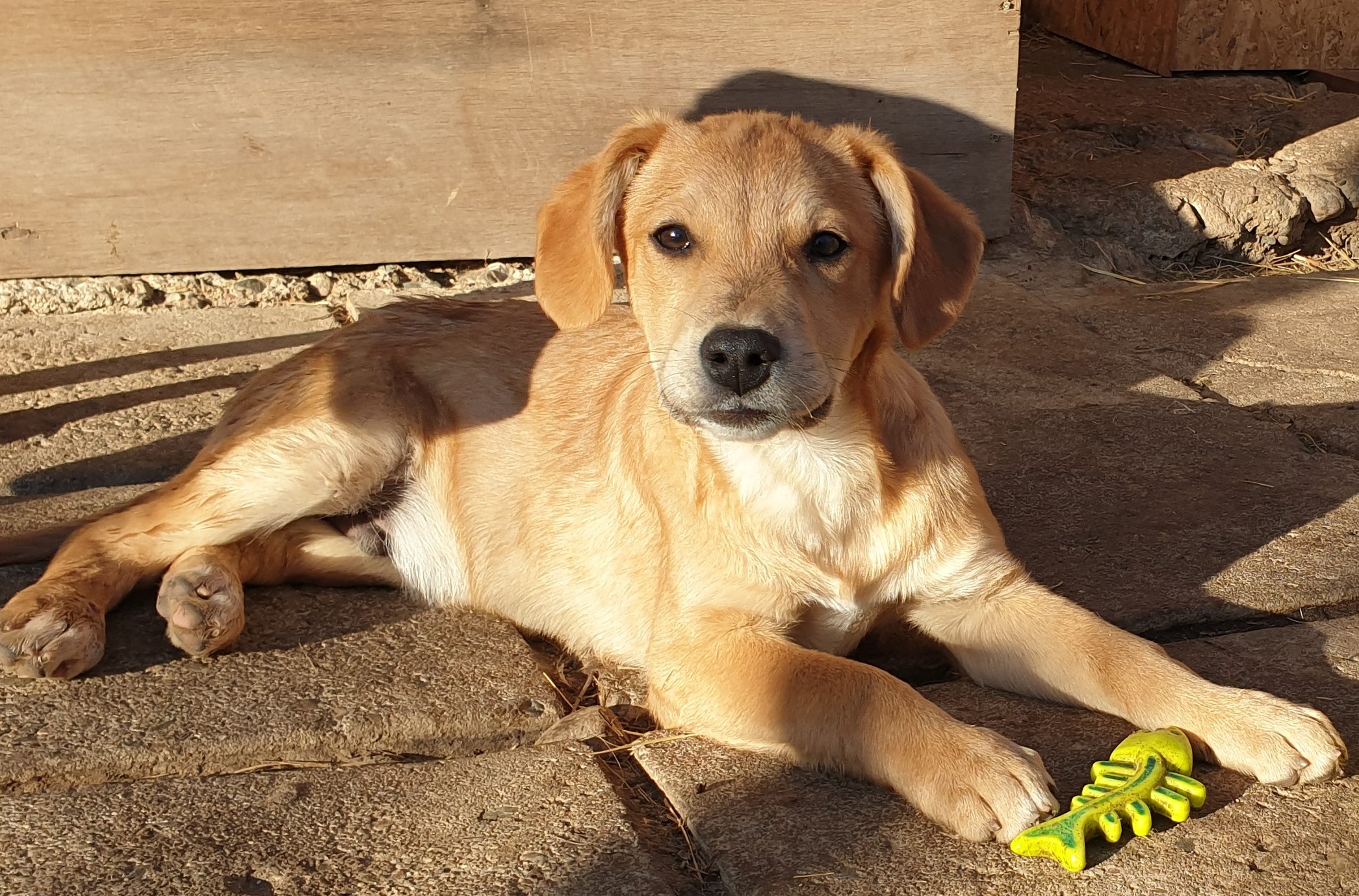 rescue-a-dog-romania