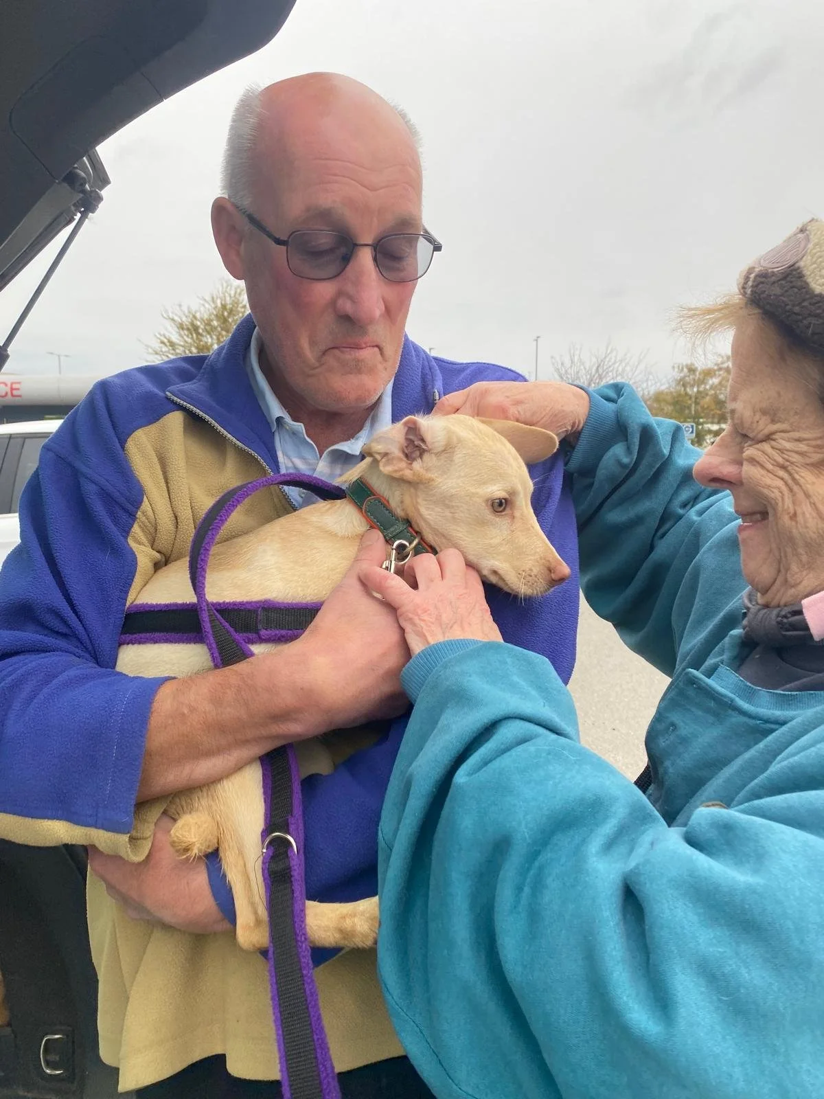 Rescue a dog from Bulgaria