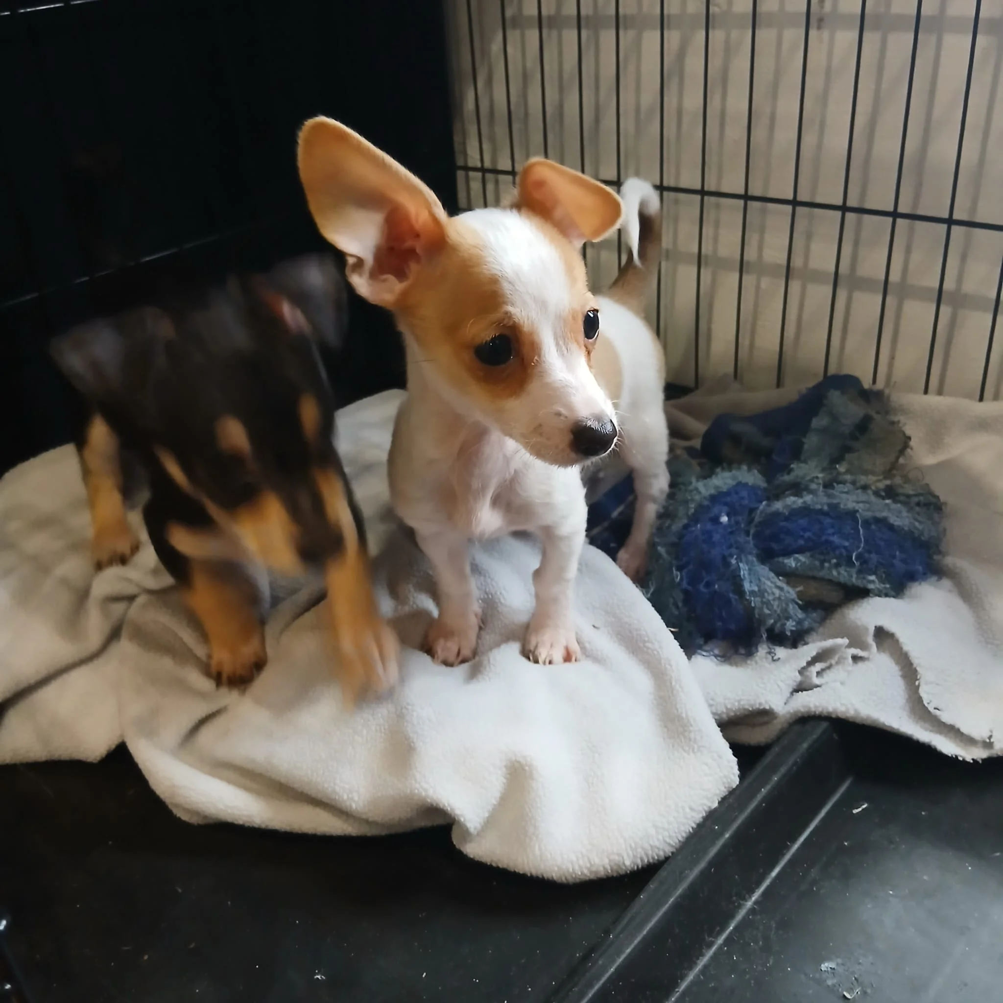 rescue-dogs-for-adoption