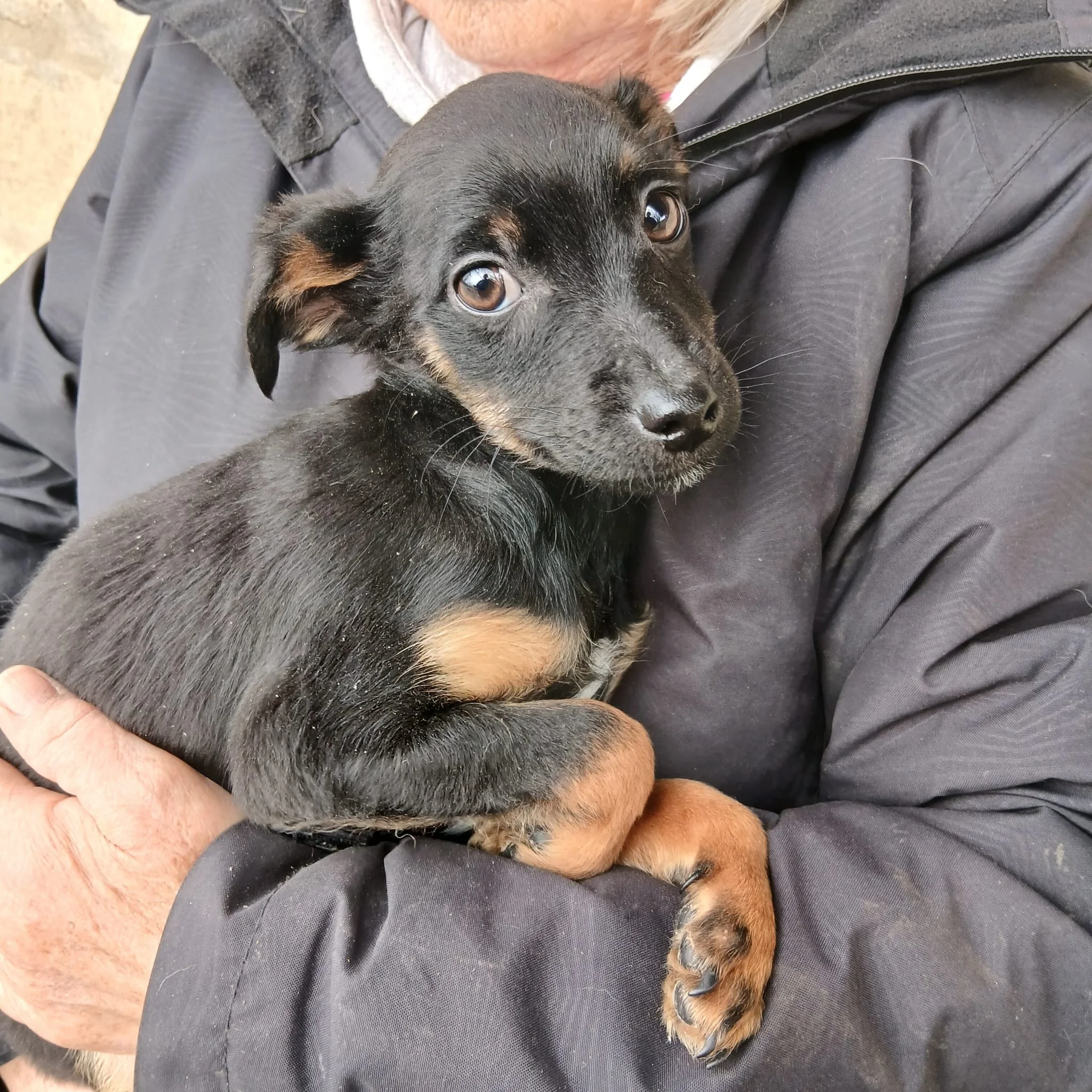 Adopt-small-pup