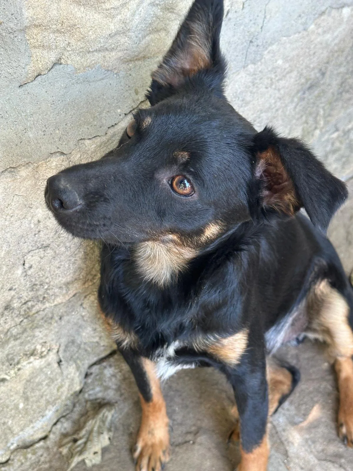 Max- adopt-a-pup-UK