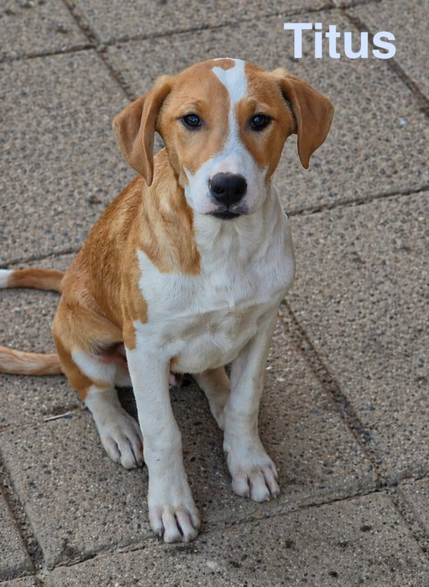 rescue-dogs- for- adoption