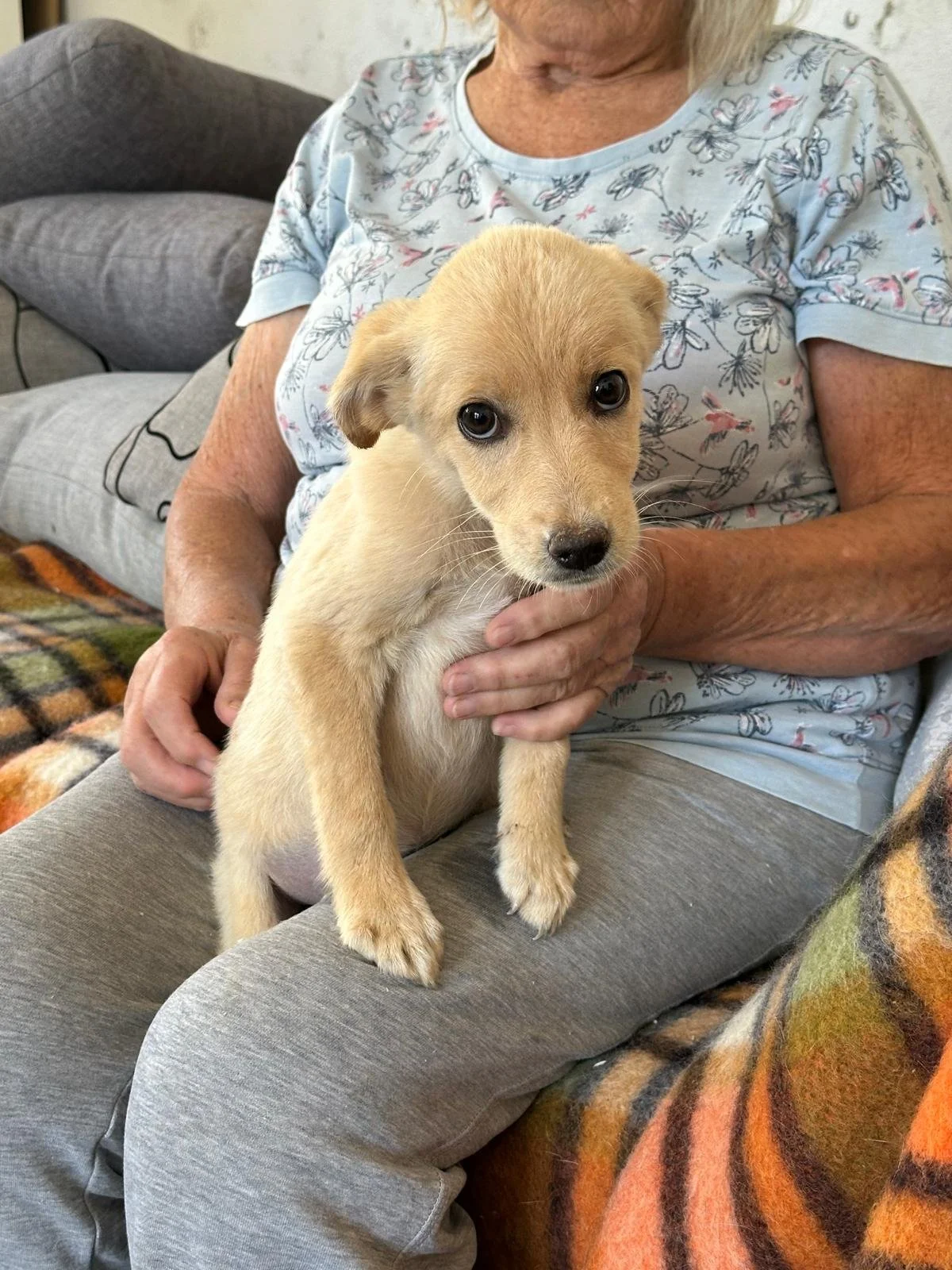adopt-a-pup-uk