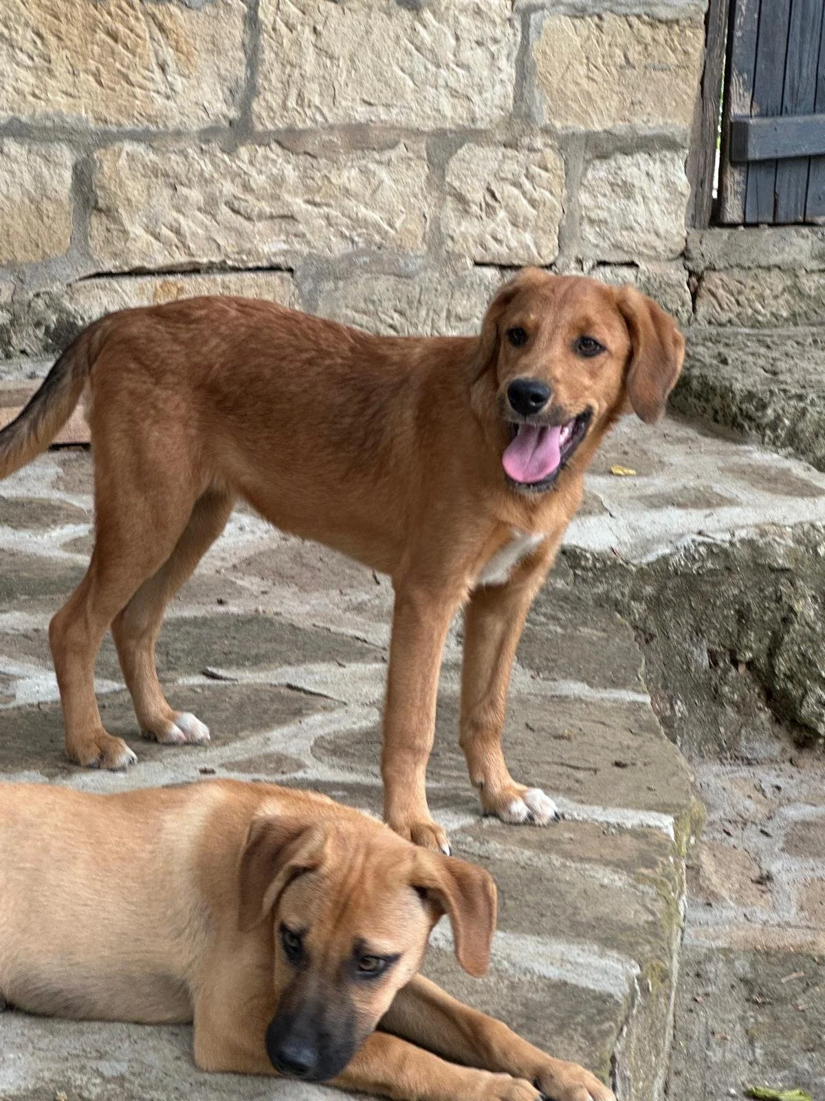 Rescue-dogs-uk