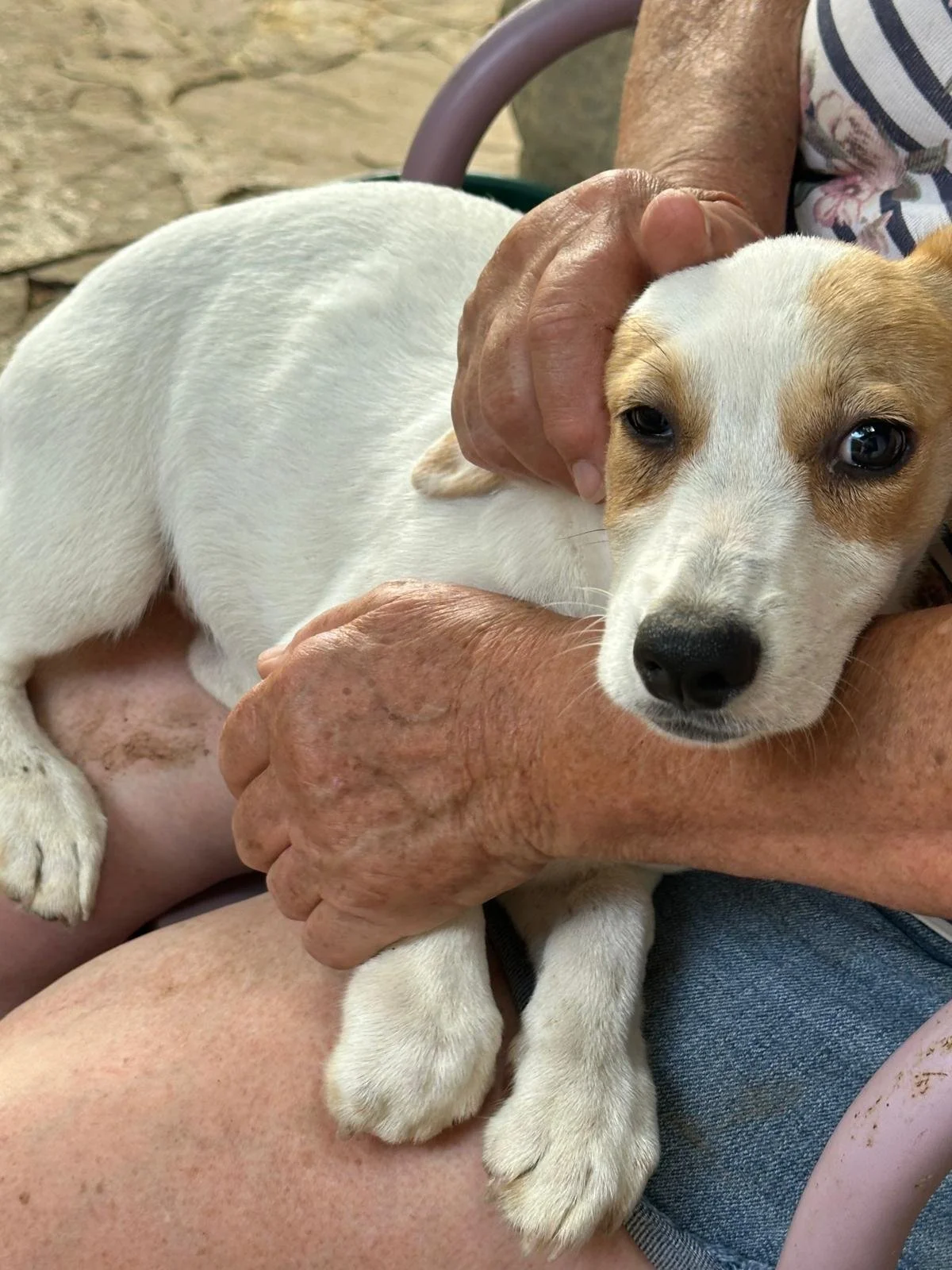 Trixie – Small Female Rescue Dog for Adoption UK