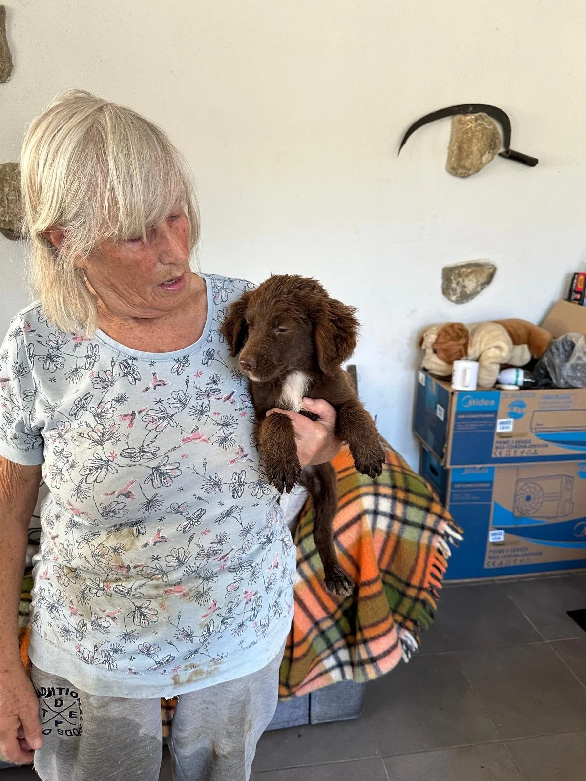adopt-a-pup-uk