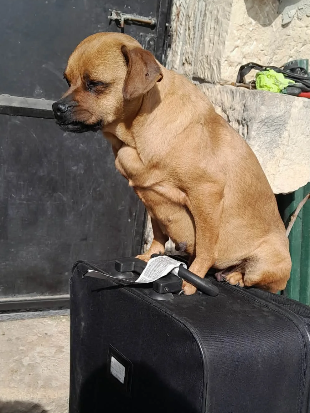 rescue-dog-looking-for-adoption-Bristol