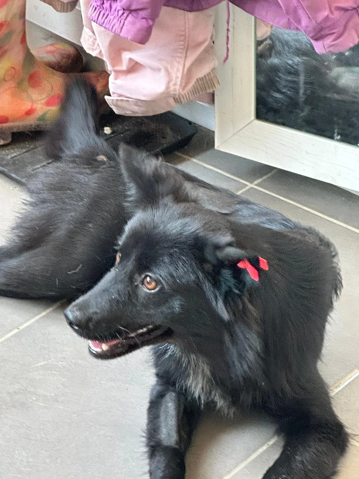 Inky – Small Female Rescue Dog for Adoption UK