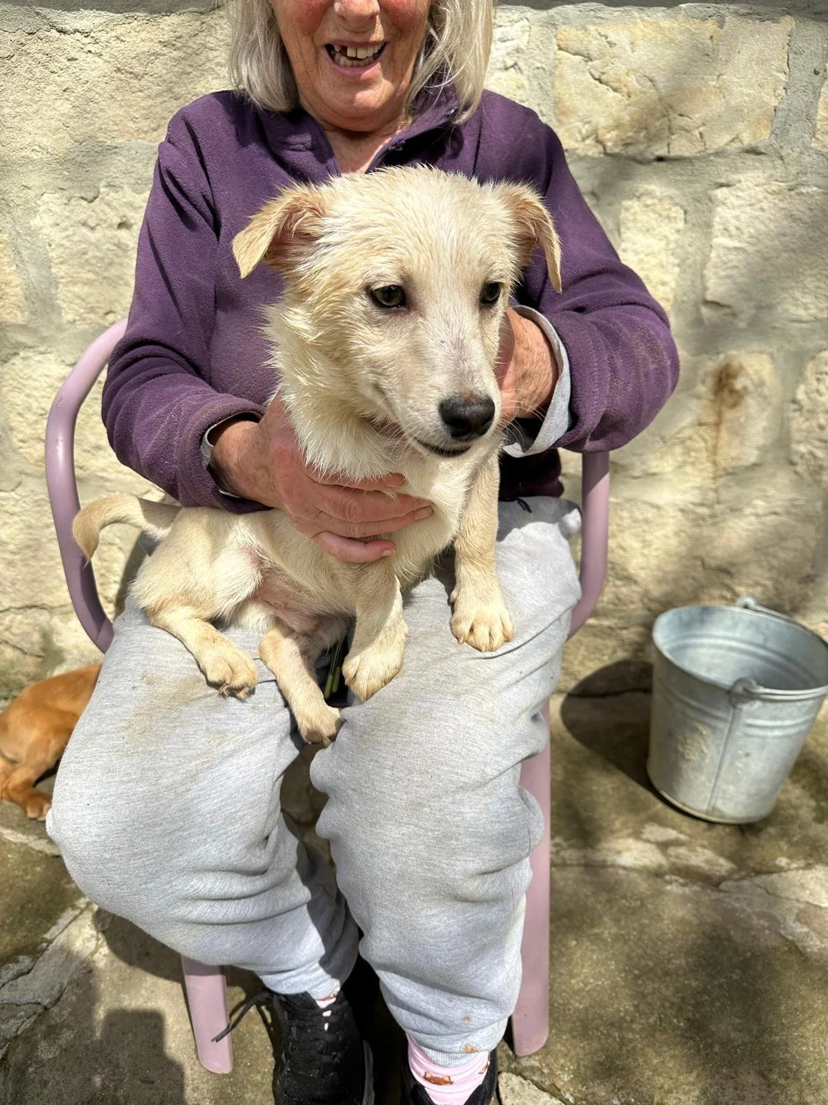 Labrador-mixed-puppy-adopt