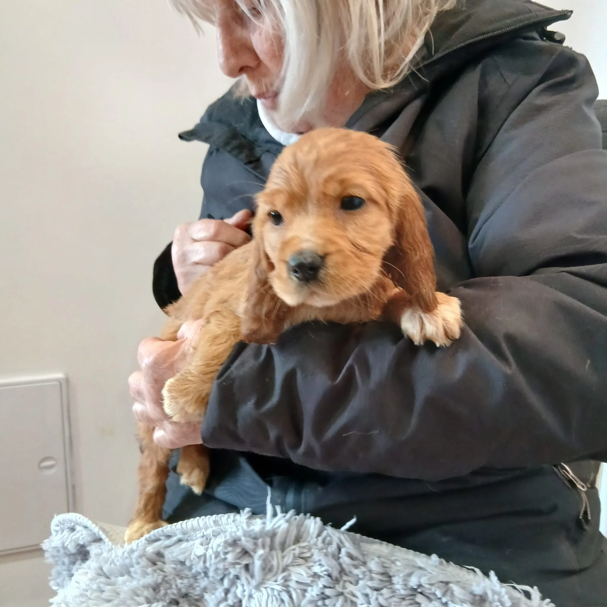 Cocker-spaniel-pup-adopt