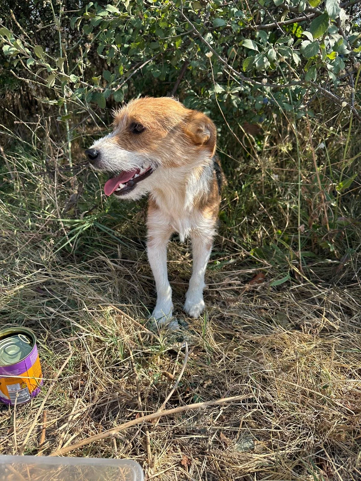 Rescue-a-dog-uk