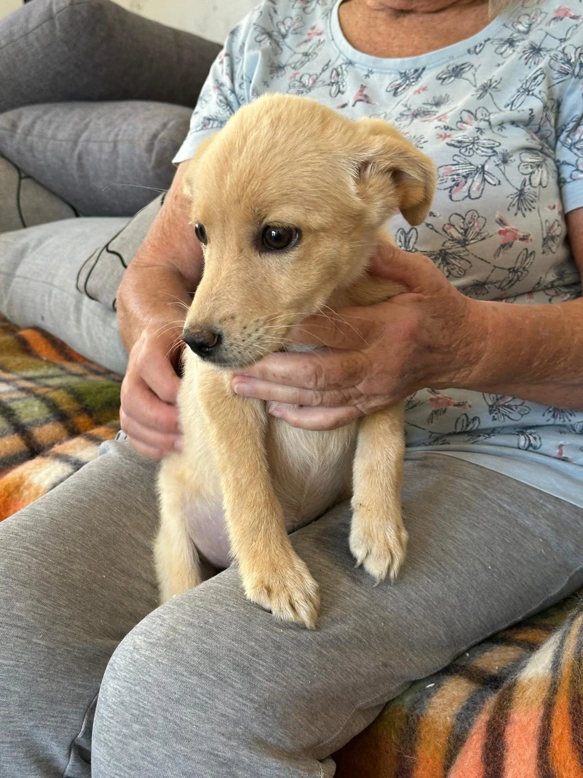 Dolly-adopt-a-pup