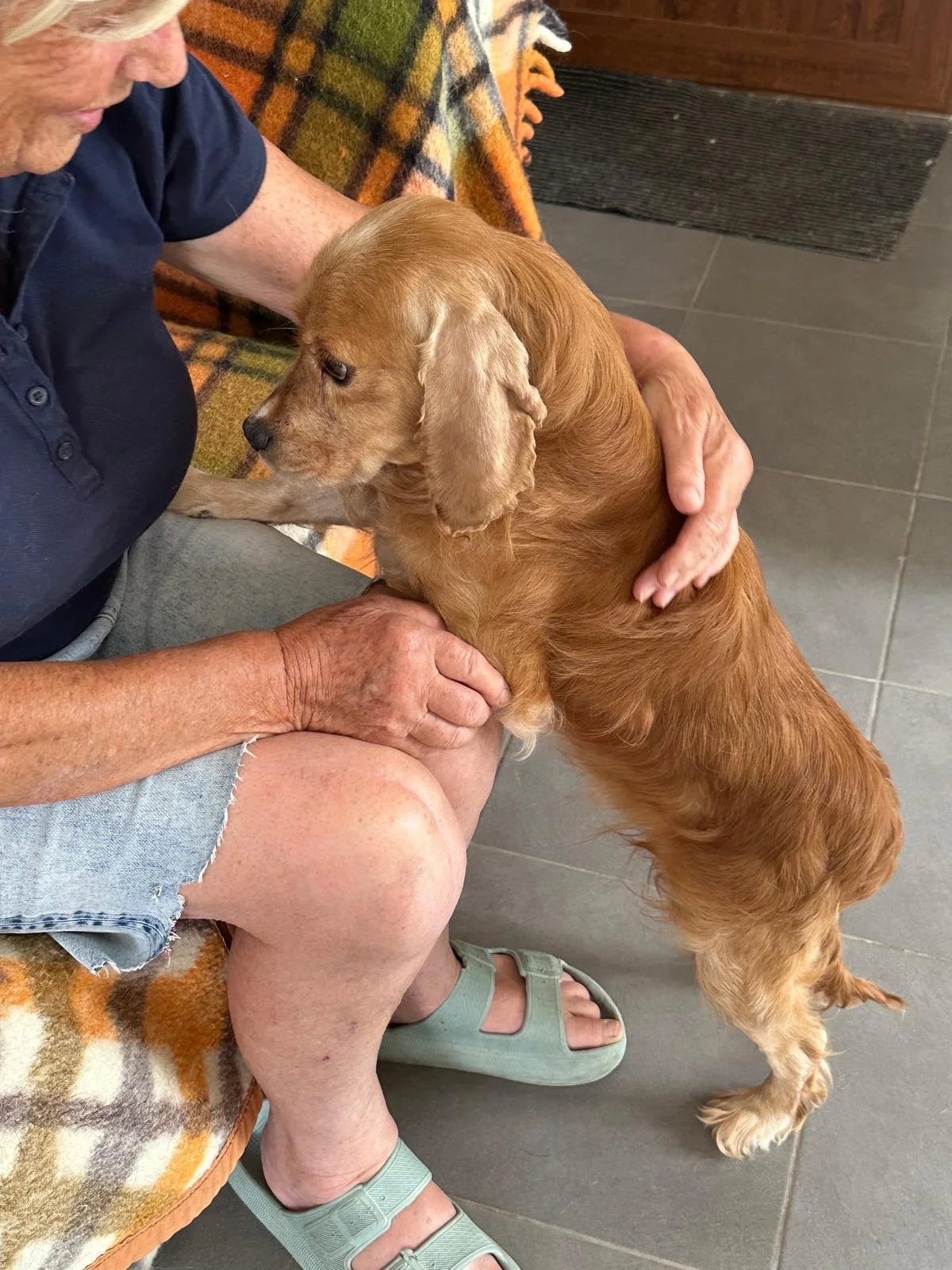 Meet Monty, a handsome 5–6-year-old Cocker Spaniel looking for his forever home in the UK. Gentle, affectionate, house companion and ready to board the Happy Bus.