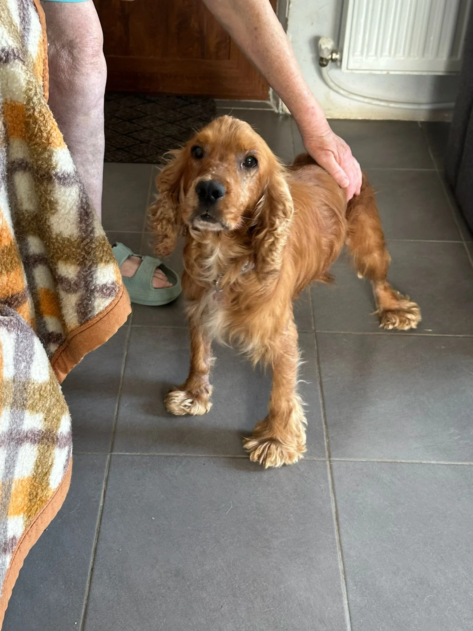 cocker-spaniel-rescue