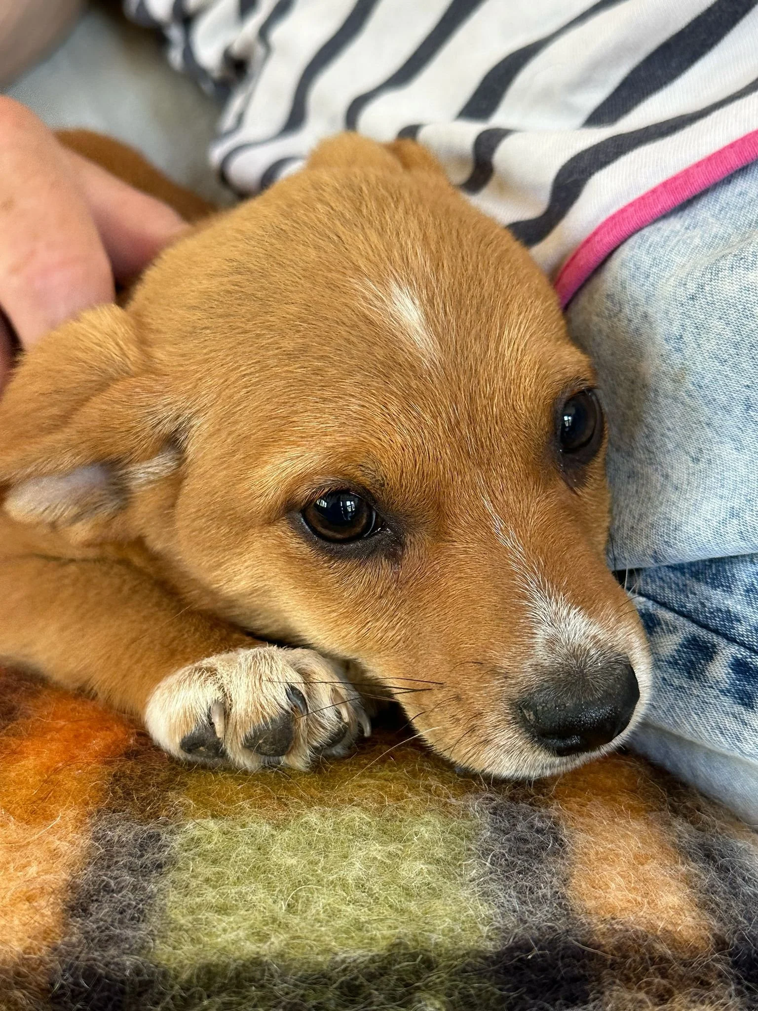 adopt-a-rescue-puppy-uk