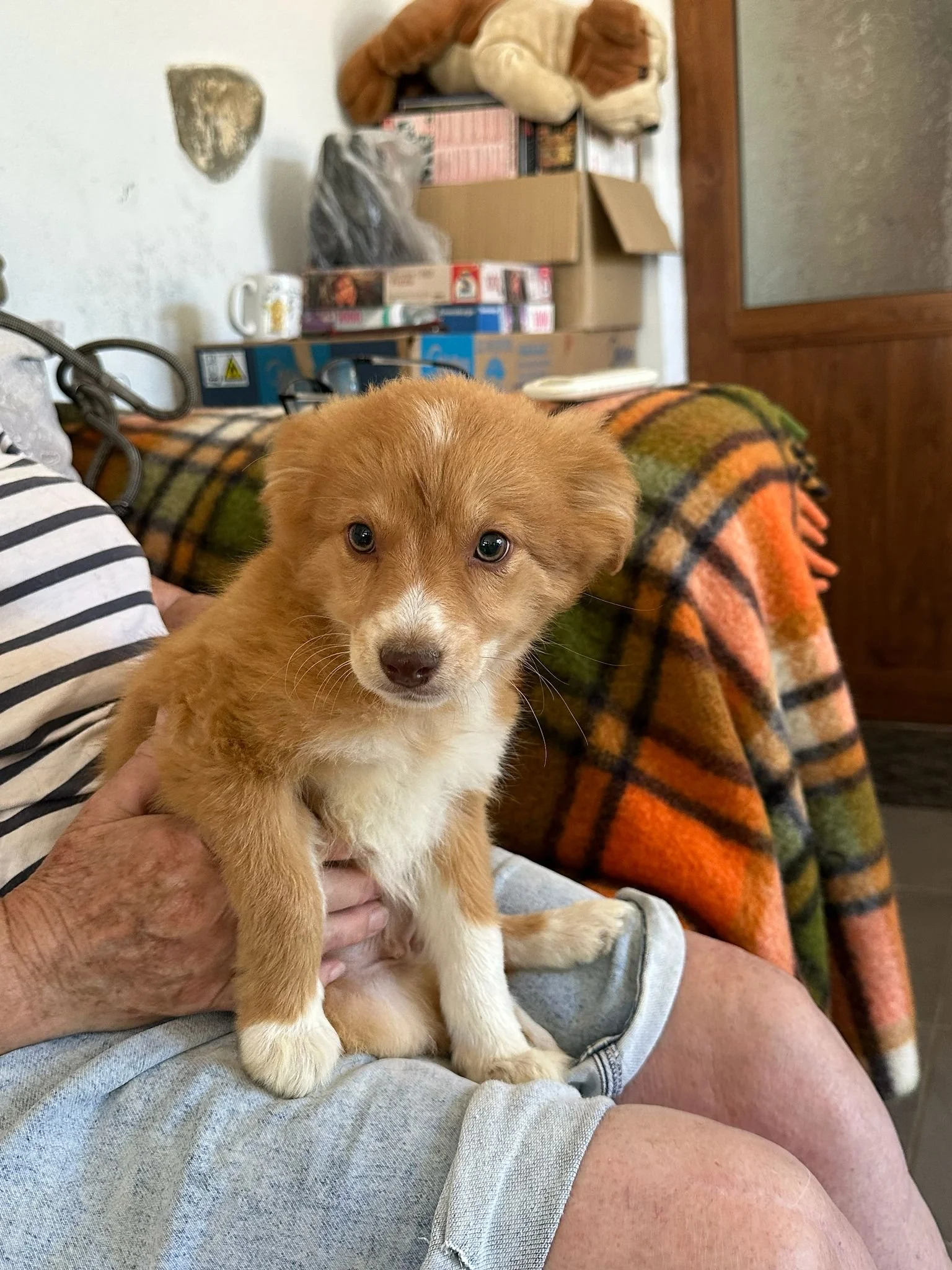 adopt-a-puppy
