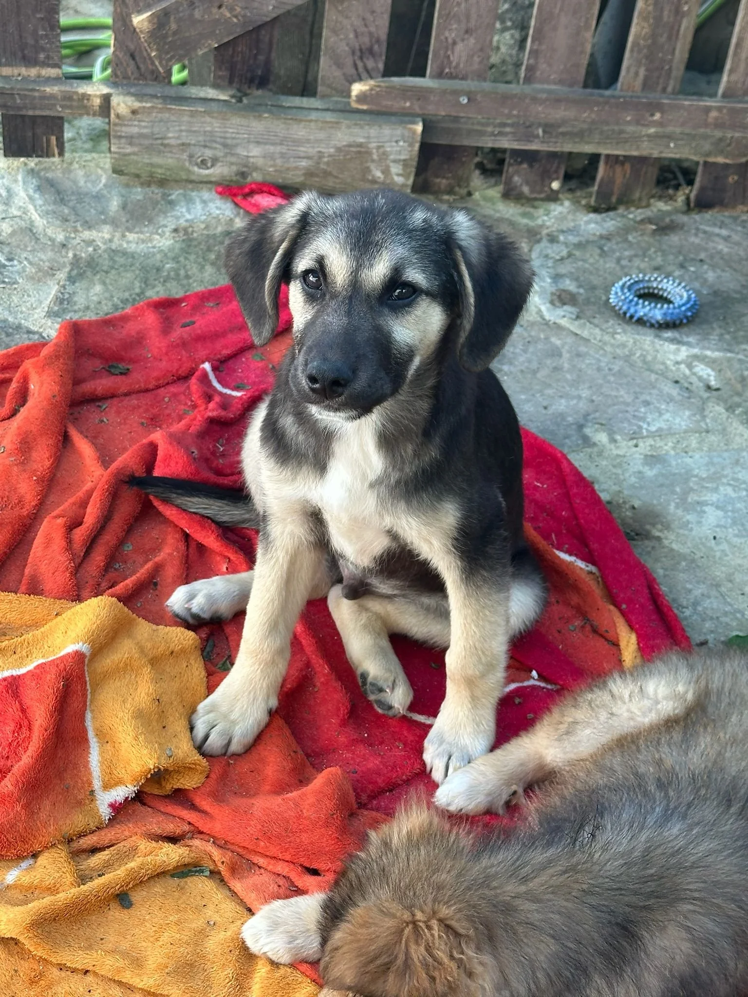rescue-pups-for-adoption-Bristol