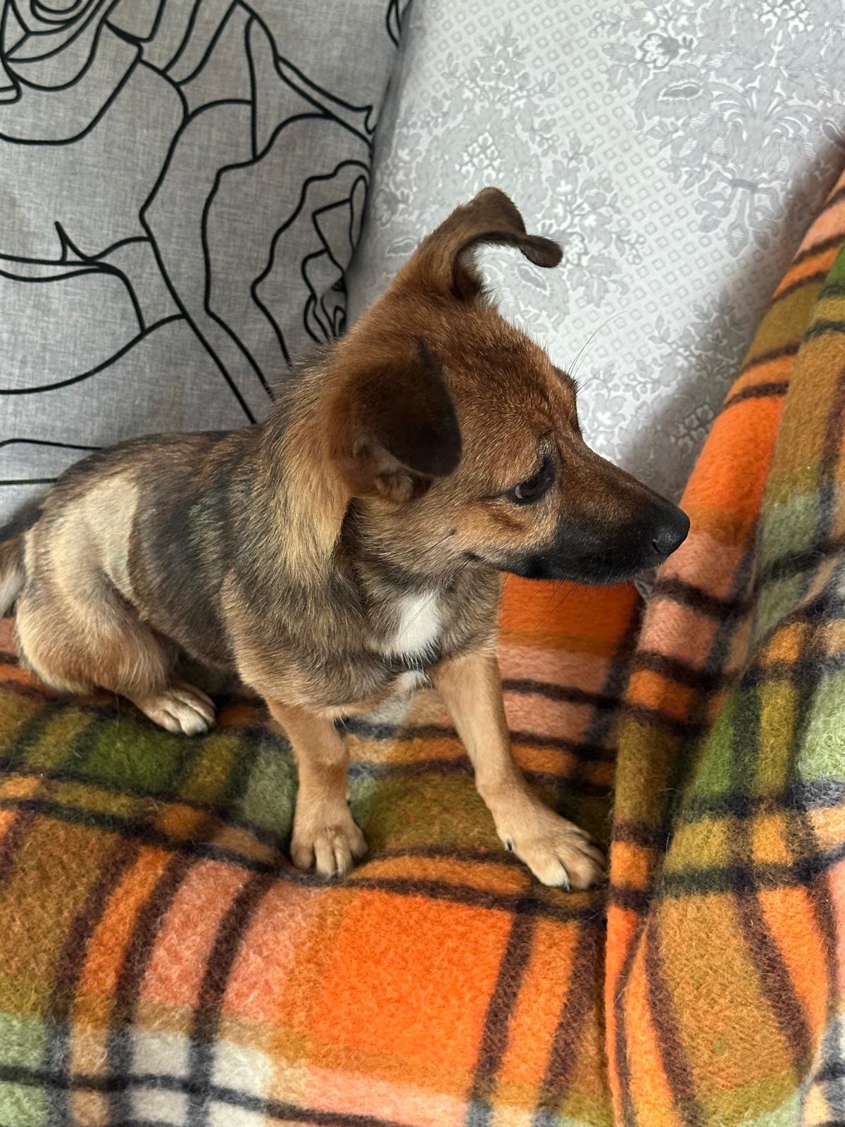 small rescue dog for adoption UK