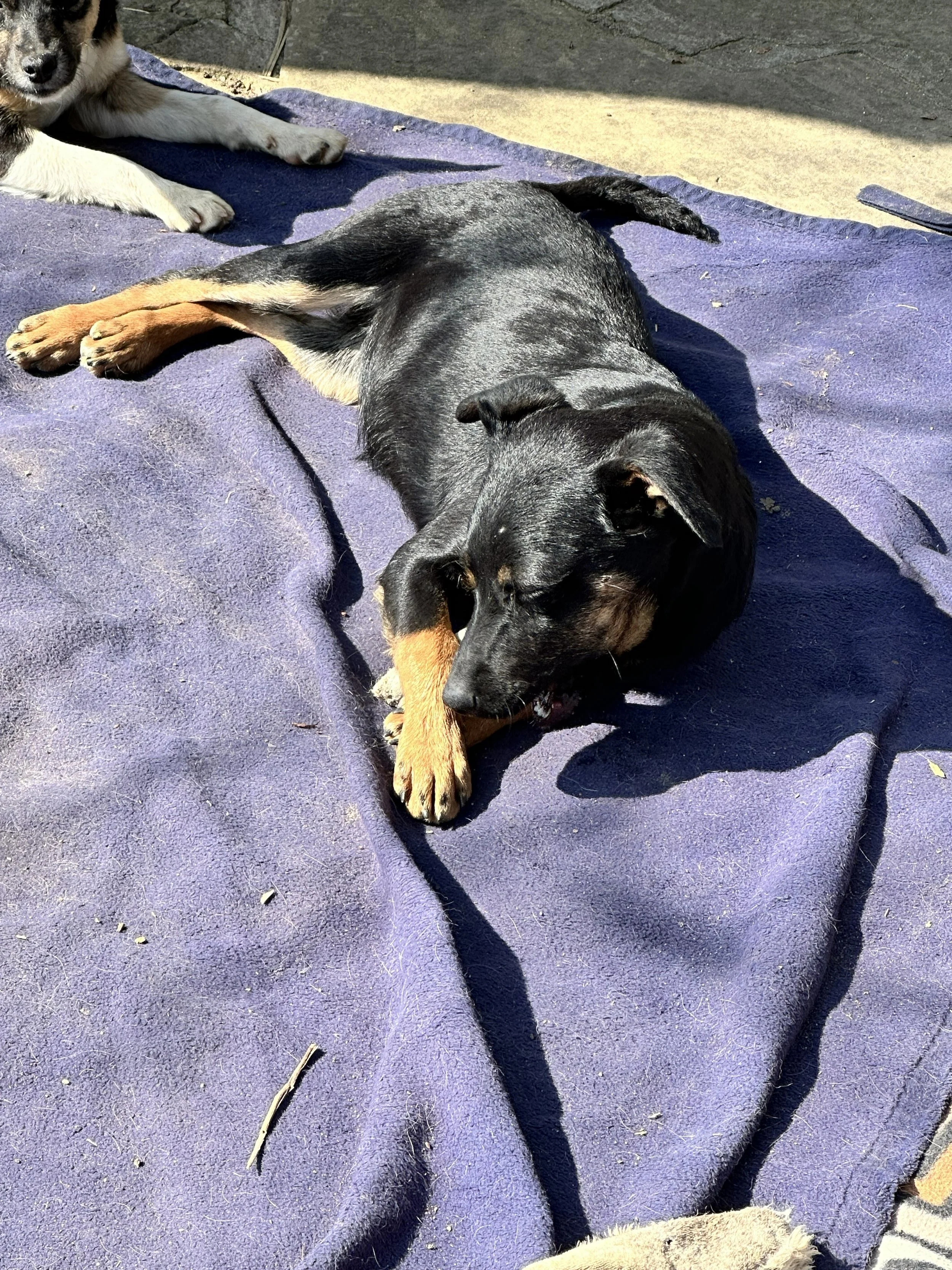 adopt-a-small -puppy