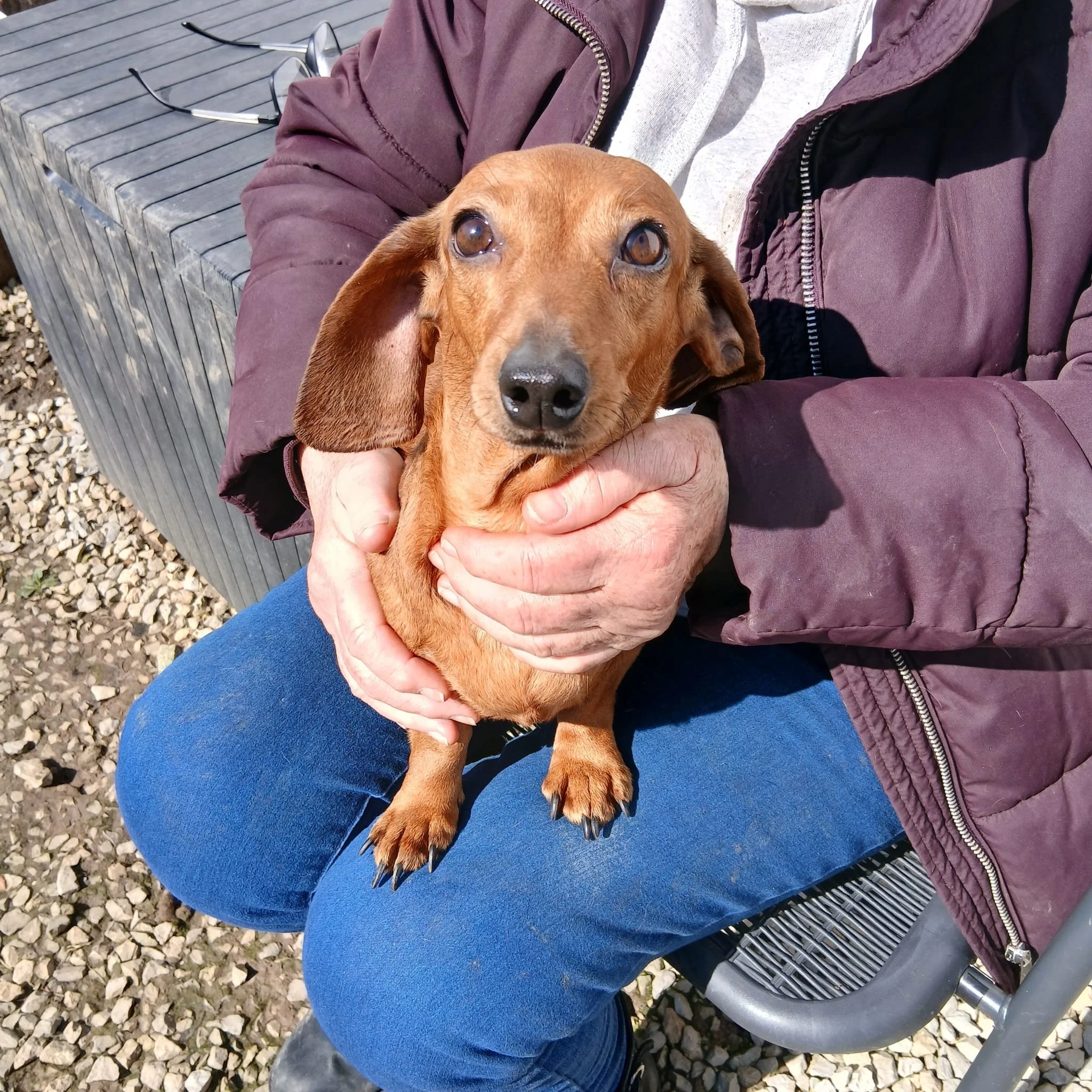 Dachshund for adoption