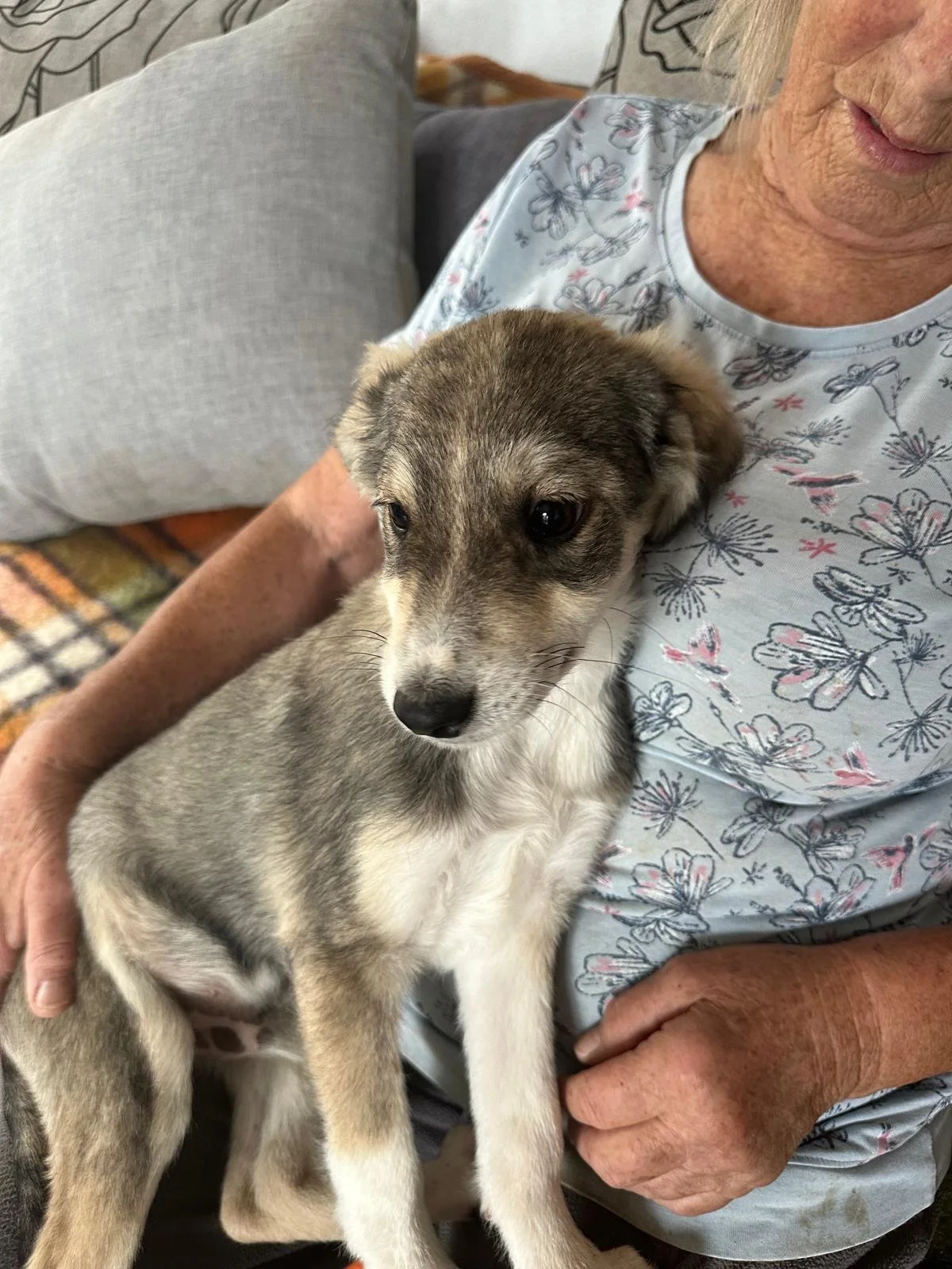 adopt-dogs-uk