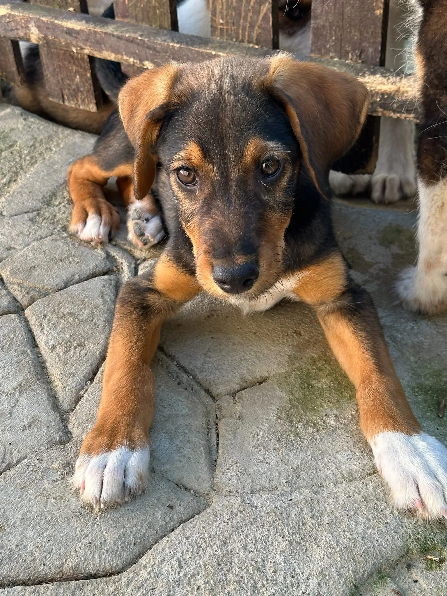 adopt-a-pup-uk