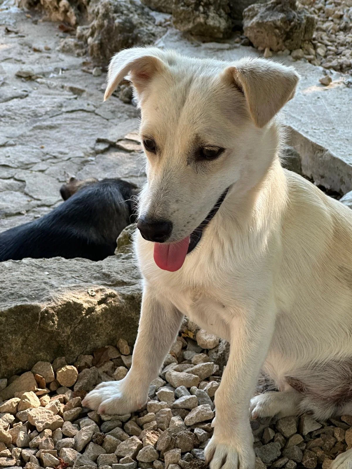 adopt-a-puppy-uk