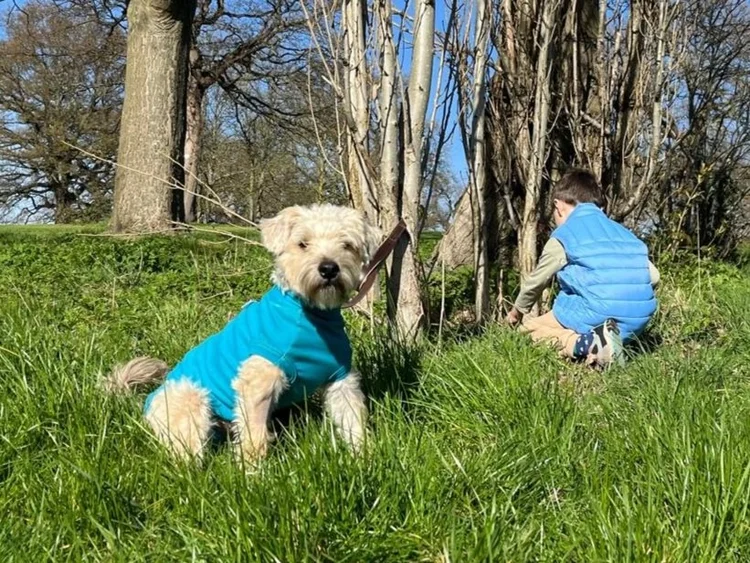 Rescue Dogs For Adoption