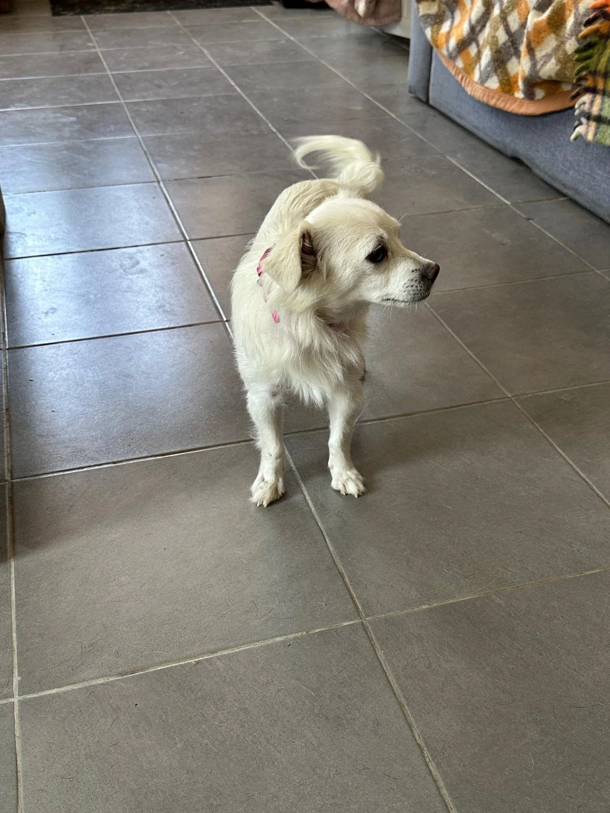 adopt-a-small-dog-uk
